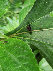 Brenthia formosensis