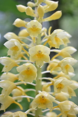 Calanthe pulchra
