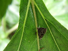 Brenthia formosensis