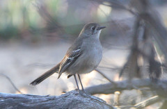 Drymodes brunneopygia