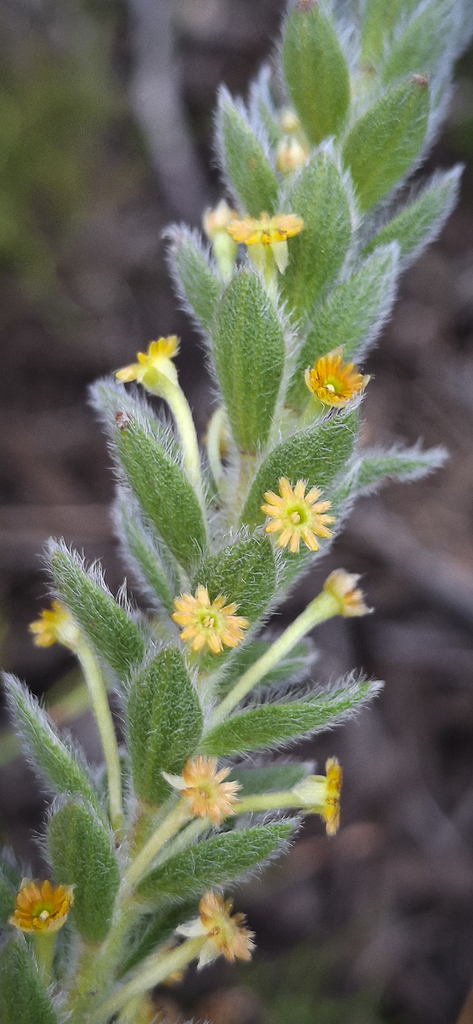 Woolly Capespray