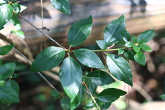 Rhododendron mariesii