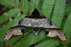 Amplypterus panopus