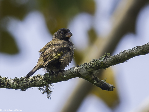 iNaturalist image