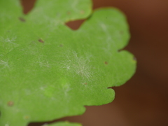 Erysiphe macleayae