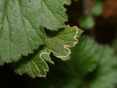 Stigmella splendidissimella