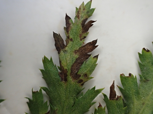 Septoria tanaceti