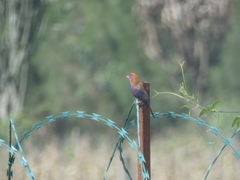 Granatina ianthinogaster