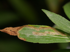 Nemorimyza posticata