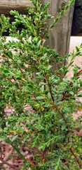Pimelea serpyllifolia