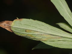 Nemorimyza posticata