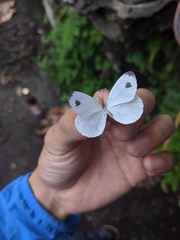 Leptosia nina niobe