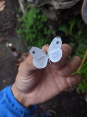 Leptosia nina niobe