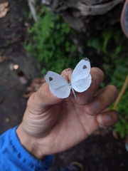 Leptosia nina niobe
