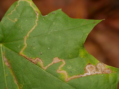 Stigmella aceris
