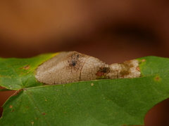 Phyllonorycter joannisi