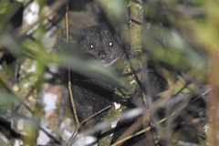 Coppery Ringtail photo 1