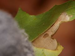 Phyllonorycter joannisi