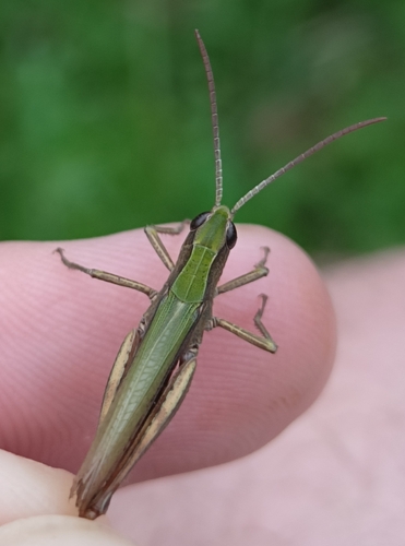 Steppe Grasshopper