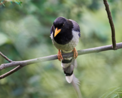 Urocissa flavirostris