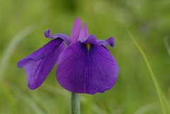 Iris ensata