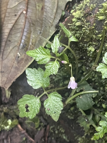 African bittercress (Cardamine africana)