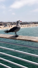 Larus heermanni