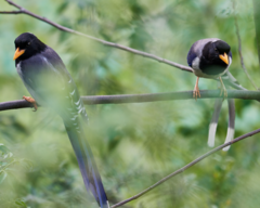 Urocissa flavirostris