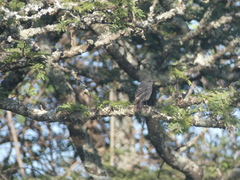 Bradornis microrhynchus