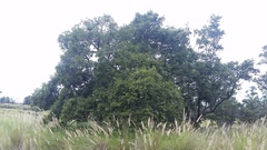 Diospyros sandwicensis