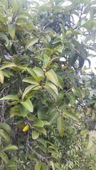 Diospyros sandwicensis