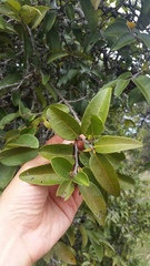 Diospyros sandwicensis
