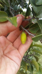 Diospyros sandwicensis