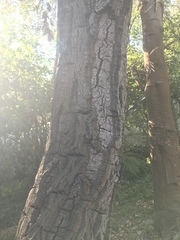 Notholithocarpus densiflorus densiflorus