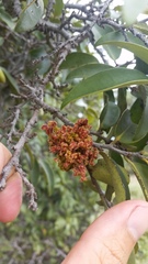 Diospyros sandwicensis
