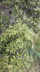 Diospyros sandwicensis