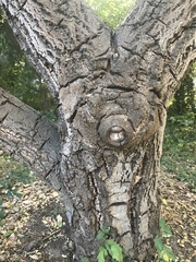 Notholithocarpus densiflorus densiflorus