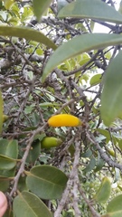 Diospyros sandwicensis