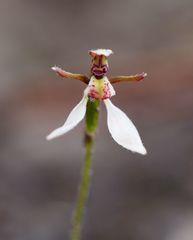 Eriochilus collinus