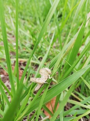 Abisares viridipennis