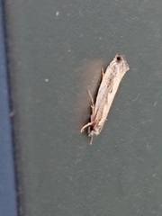 Erechthias fulguritella