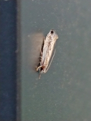 Erechthias fulguritella