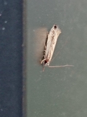 Erechthias fulguritella