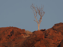 Commiphora anacardiifolia