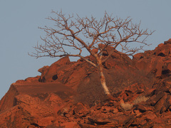 Commiphora anacardiifolia