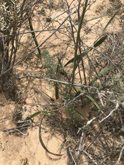 Chlorophytum viscosum