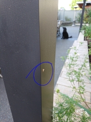 Erechthias fulguritella