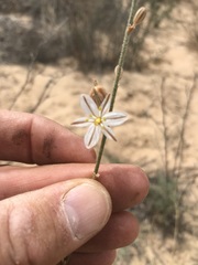 Chlorophytum viscosum