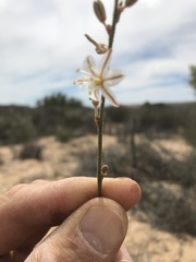 Chlorophytum viscosum