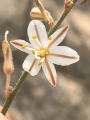 Chlorophytum viscosum